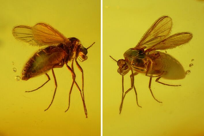 Fossil Flies (Diptera) and Beetle (Elateroidea) In Baltic Amber #170058